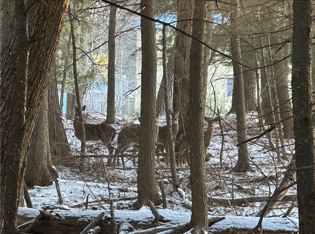 Deer in the woods around UMaine